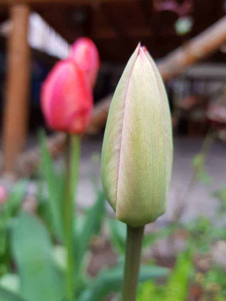 the bud