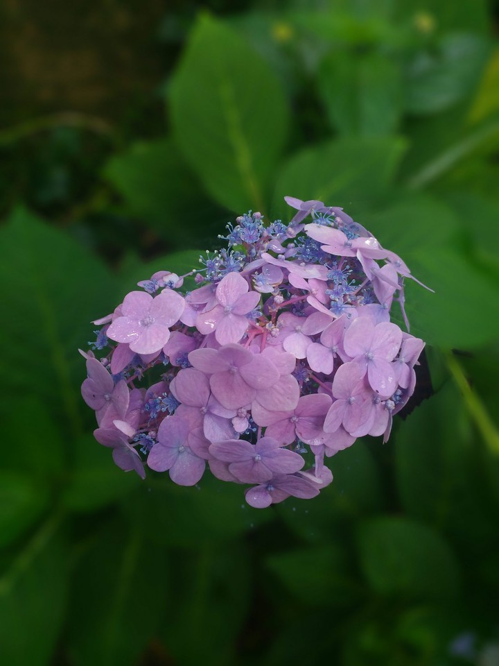hydrangeas