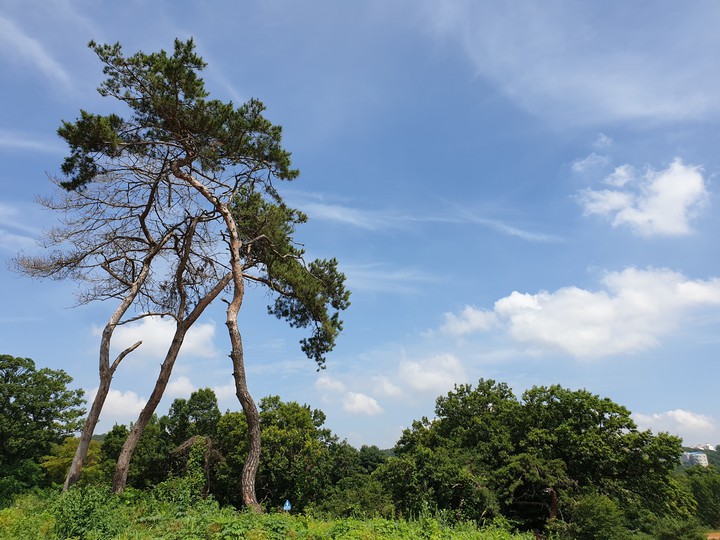 sky&trees