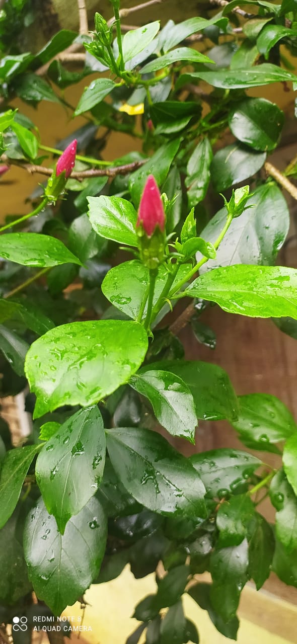 rain ?️?️