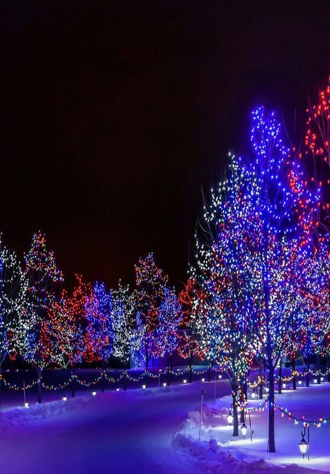 LED Christmas Trees