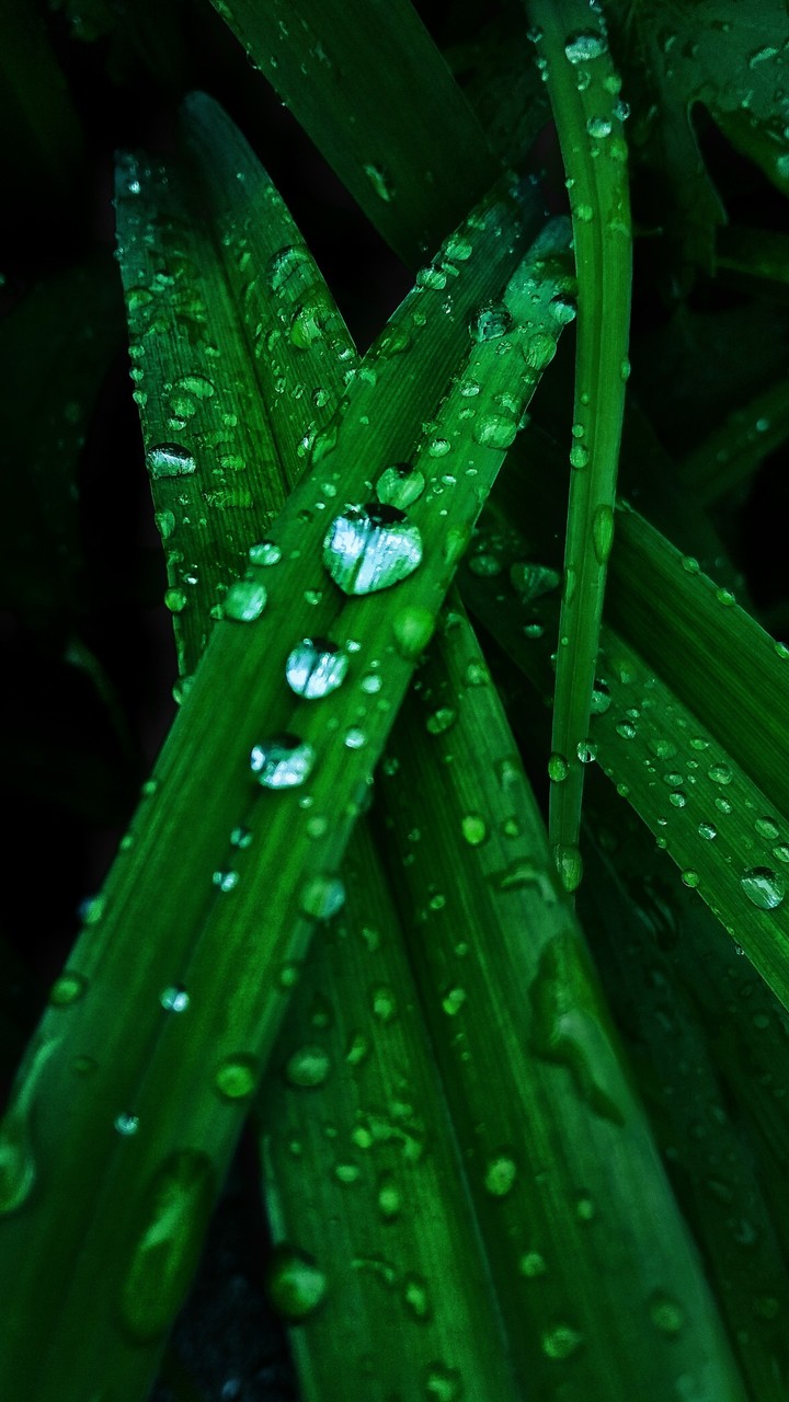green plant