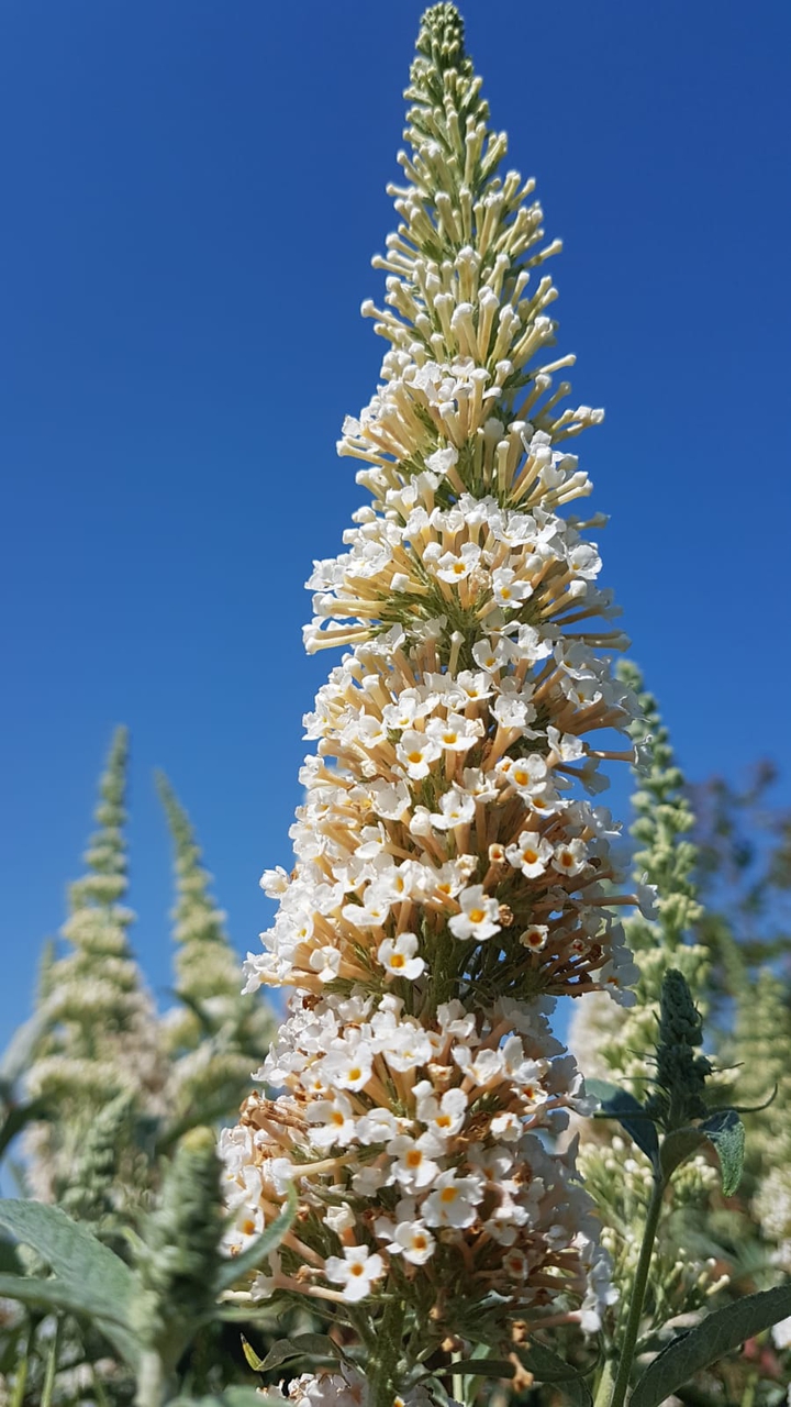 White flower