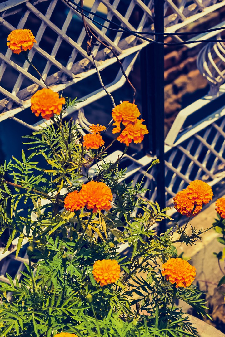 marigold
