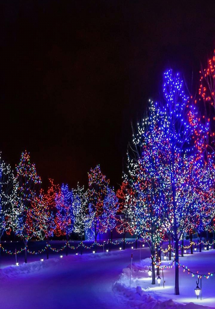 LED Christmas Trees