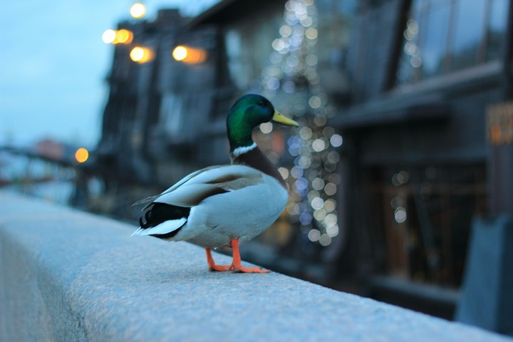 just mr.duck