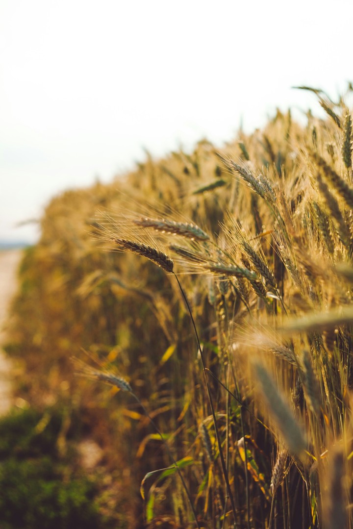 Rye