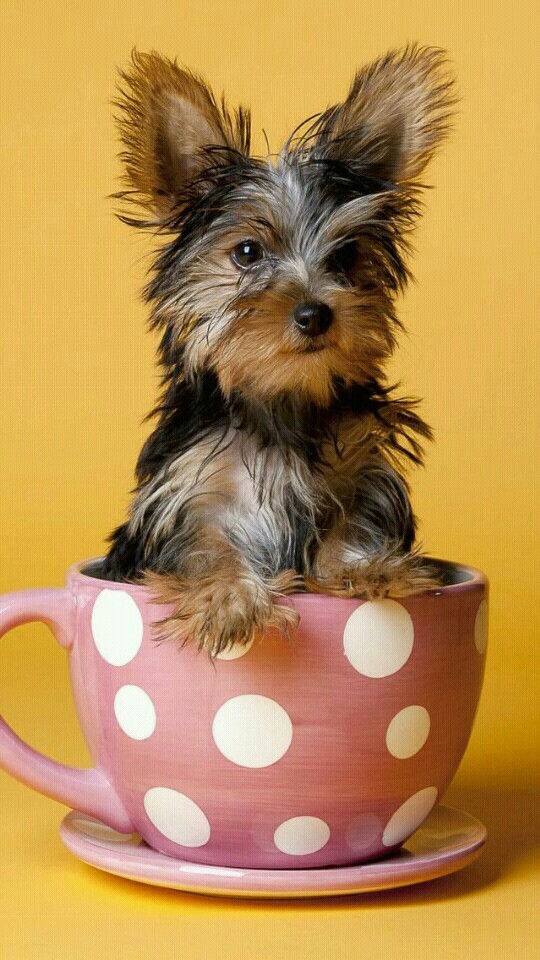 cachorrinho na caneca