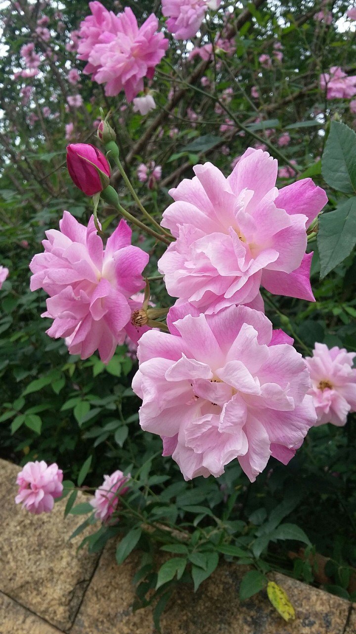 rose