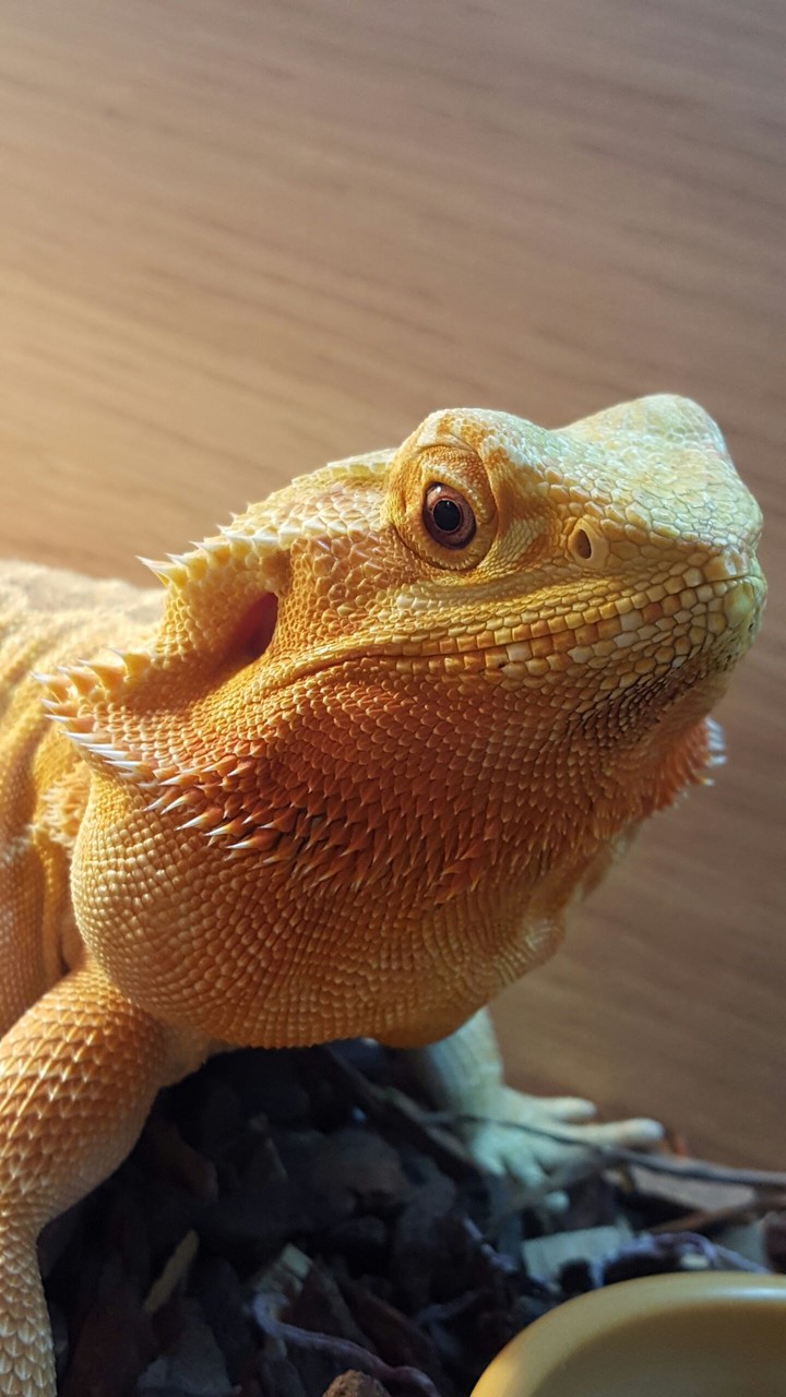 Steve