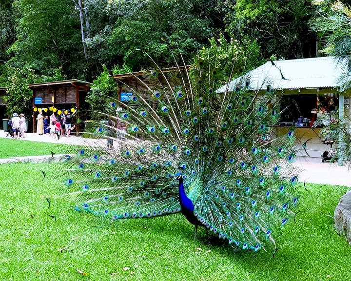 Dance like a peacock?