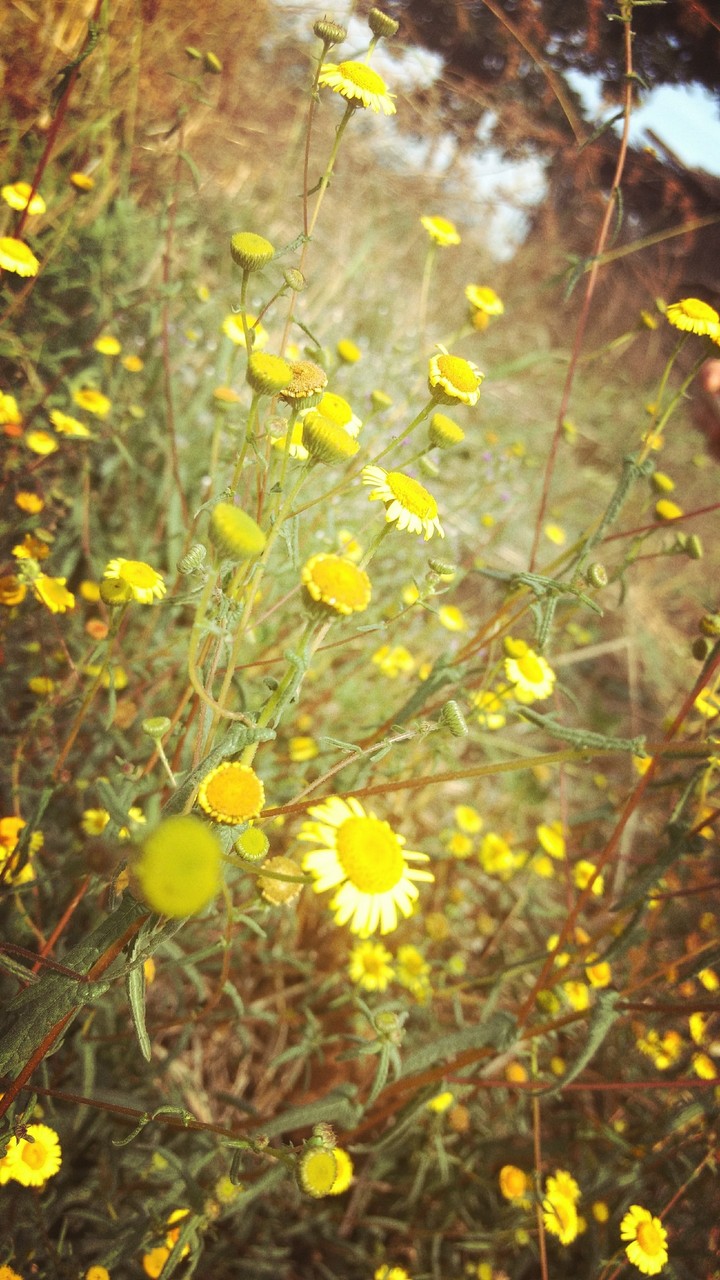 Yellow flowers