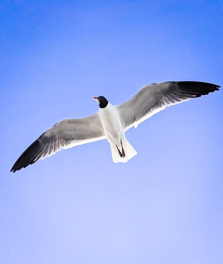 Seagulls in texas
