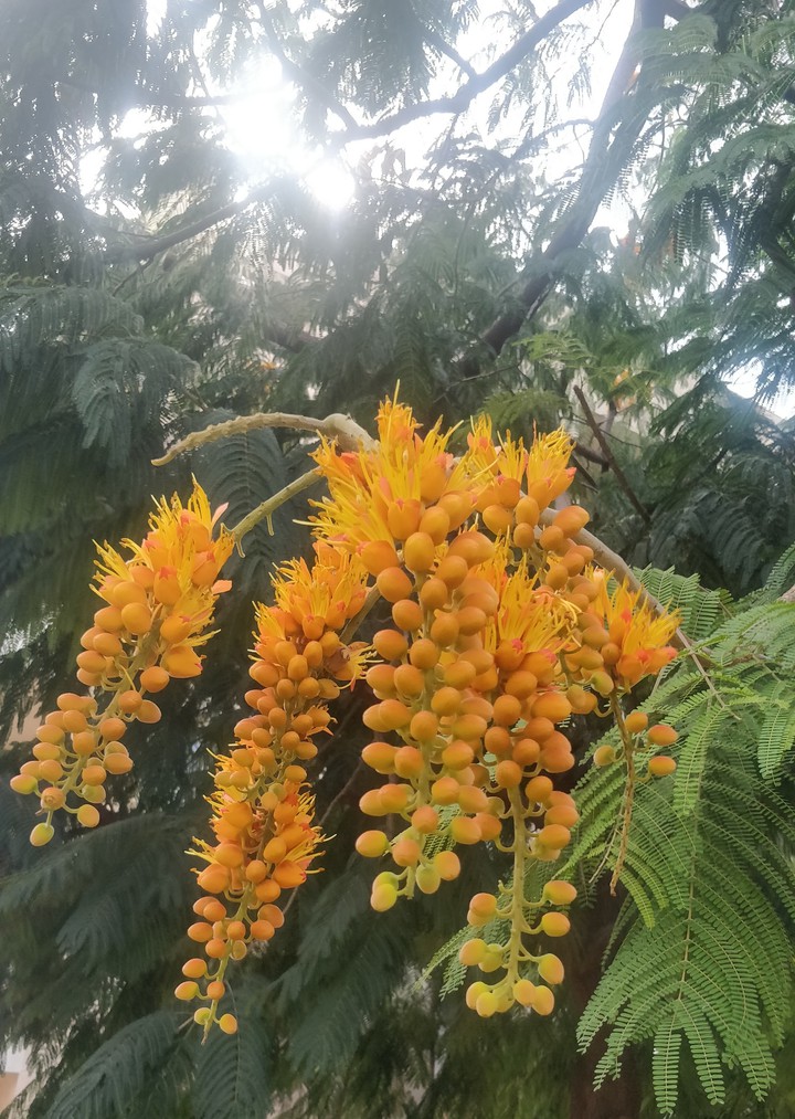 Yellow Bloom