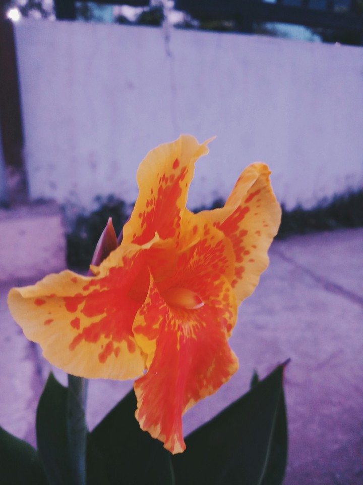 Garden Flower