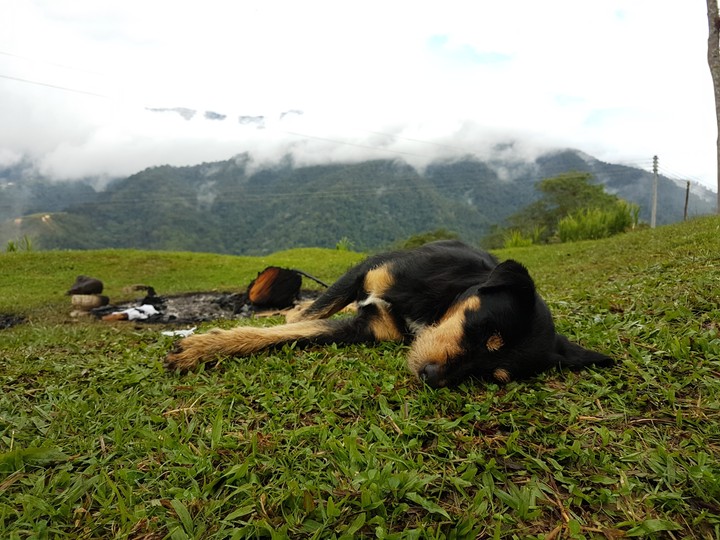 Dog