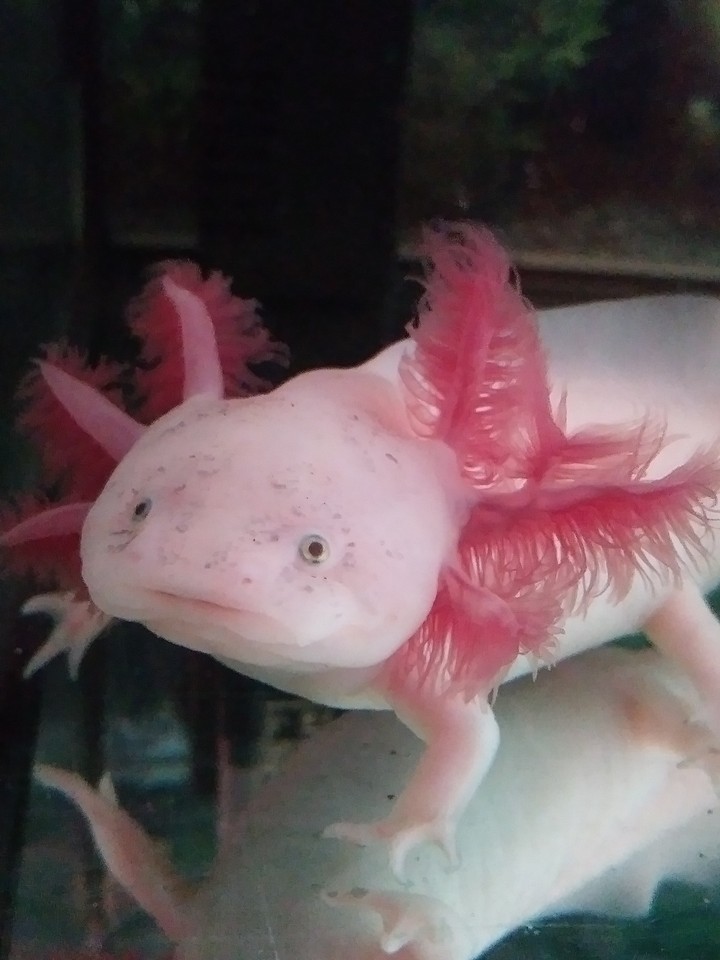 Toska