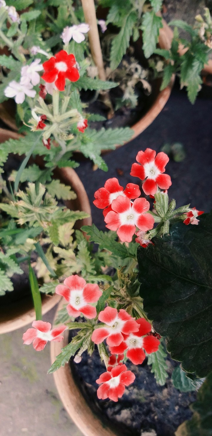 Cute flowers