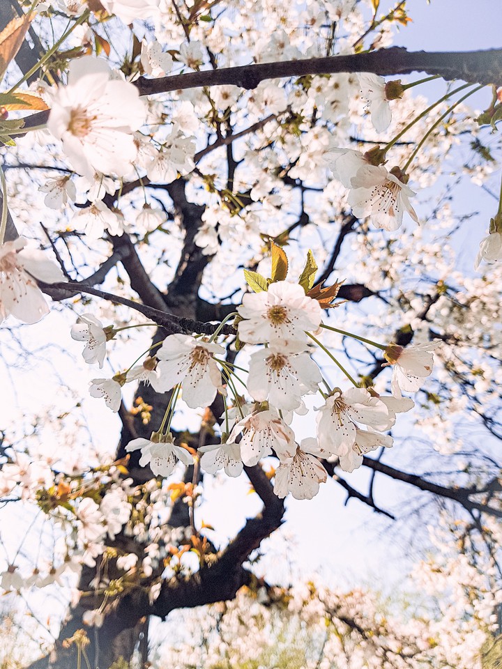 blossom