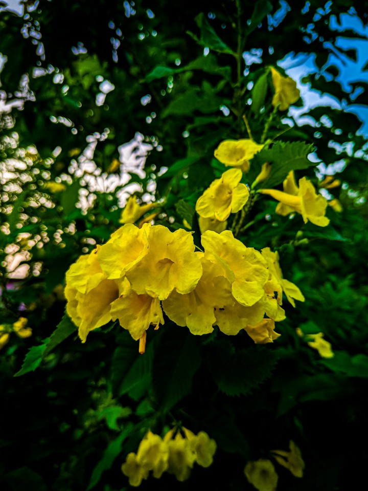 yellow ?