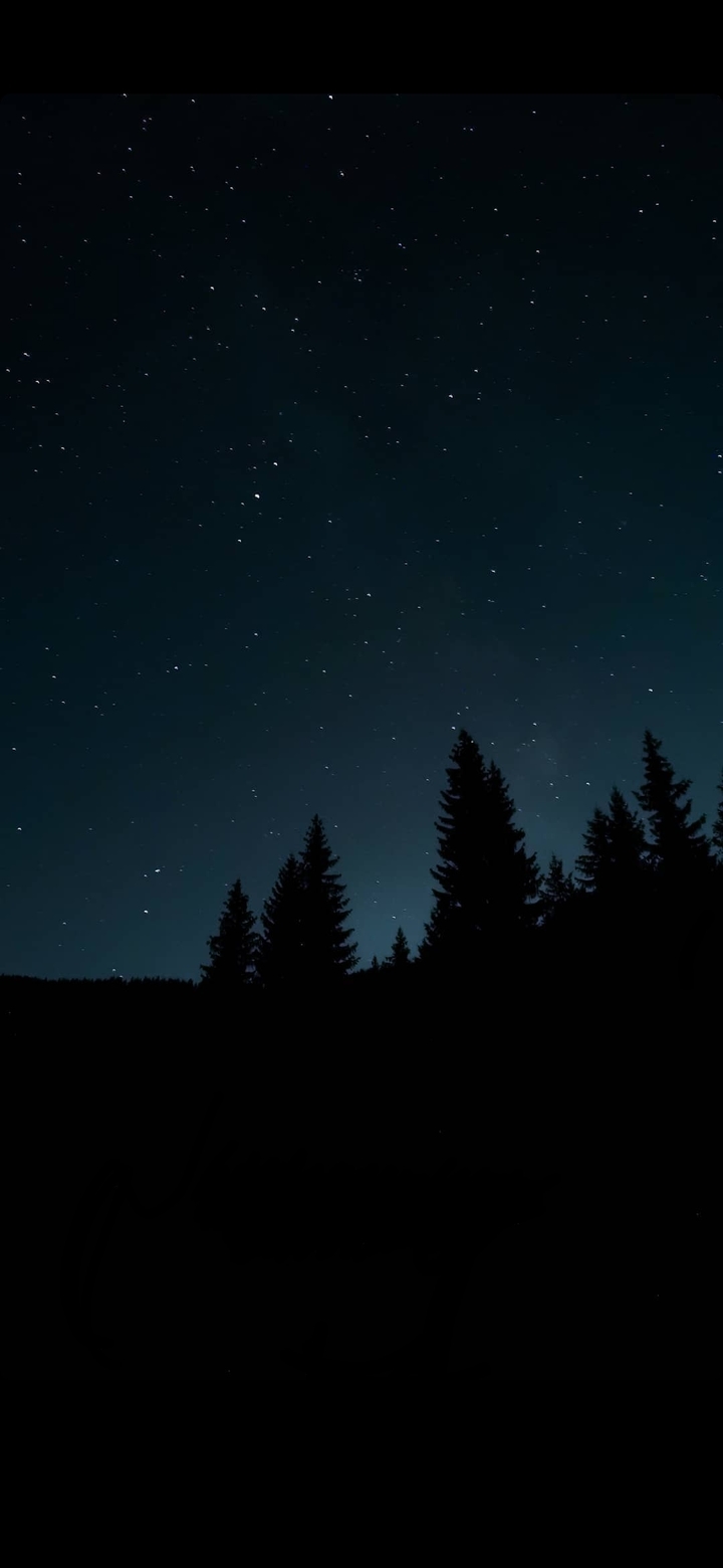Night forest
