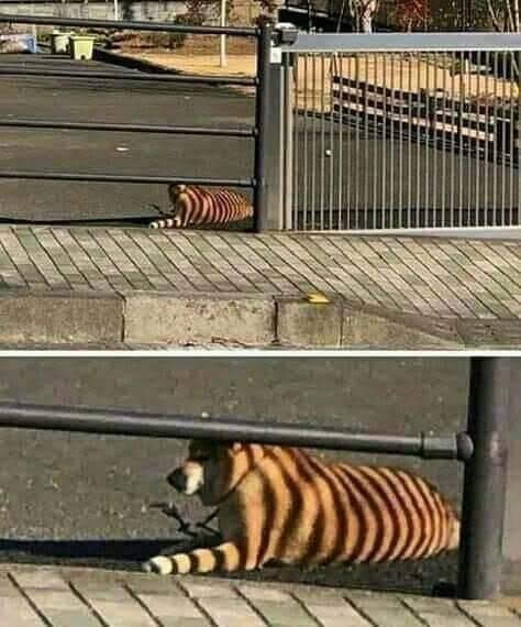 it's for the first time look like tiger but it's dog