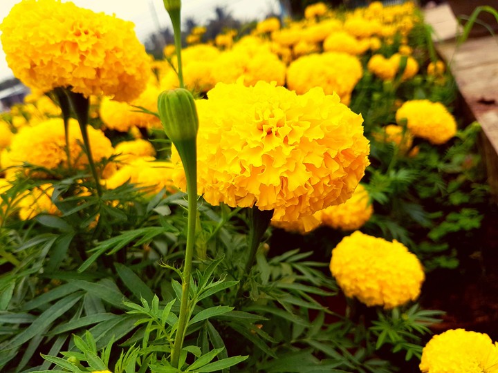 Nụ hoa