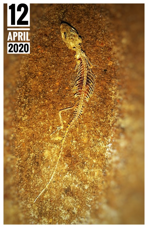 THE SKELETON OF A LIZARD