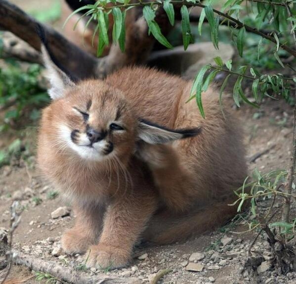 Caracal