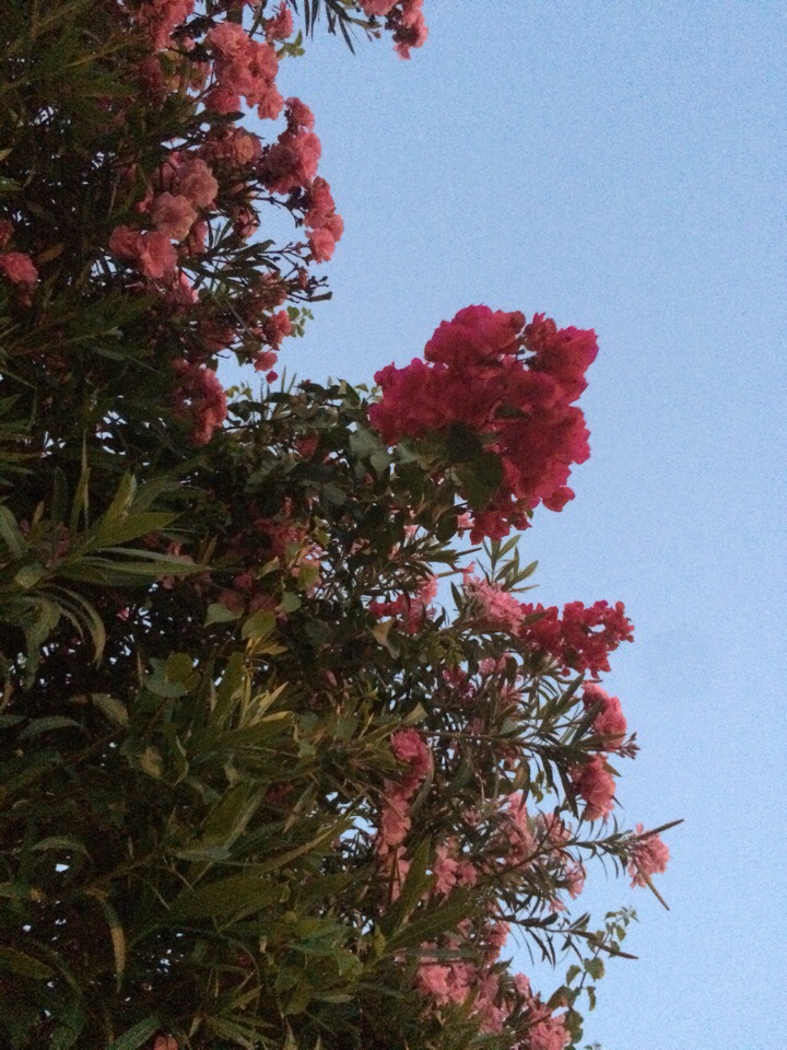 flowers