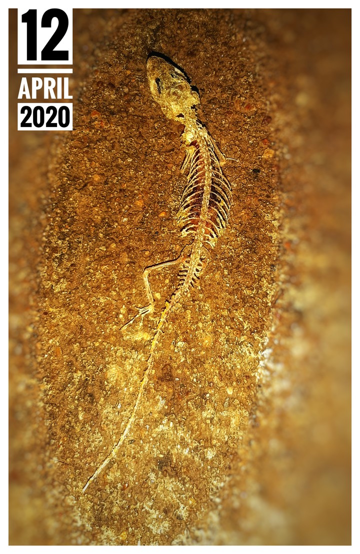 THE SKELETON OF A LIZARD