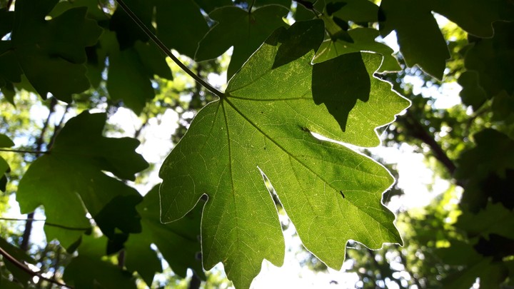 Ahorn Blatt