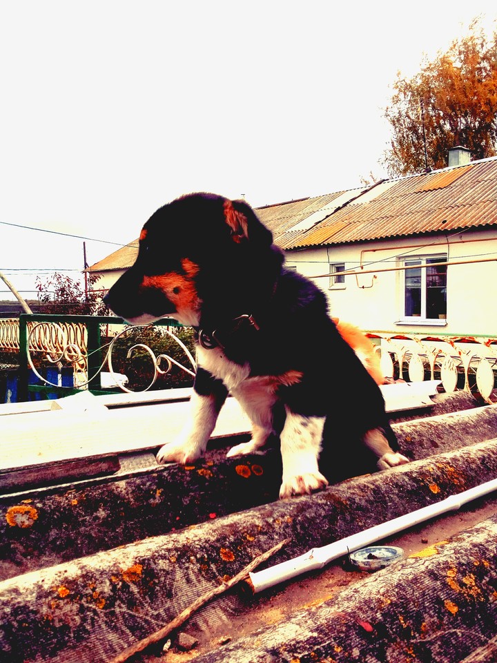 dog
