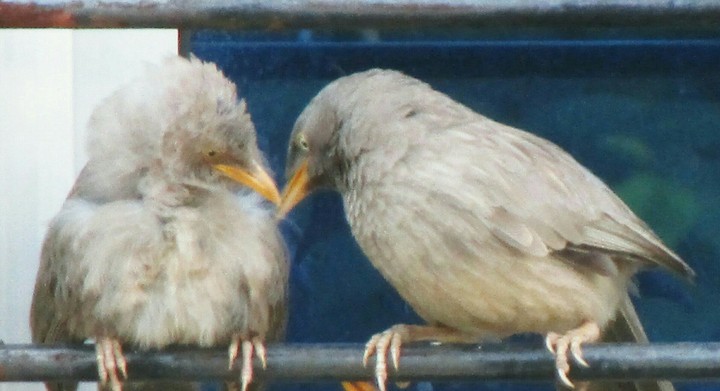 Love birds