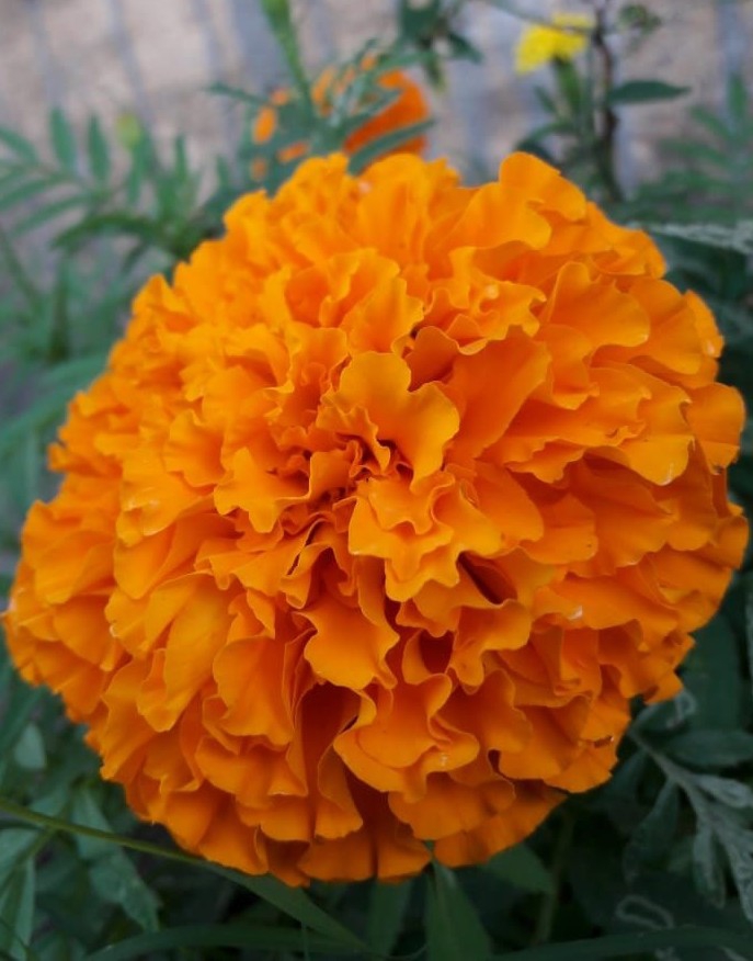 flower i love