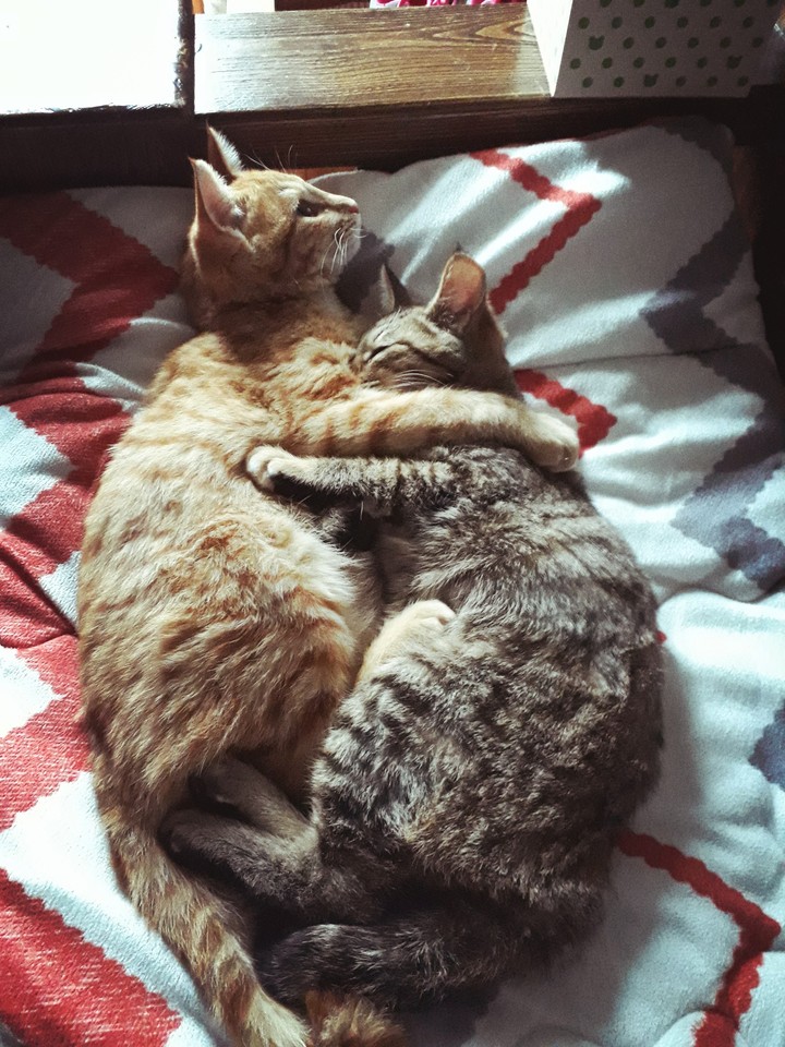 Give a hug