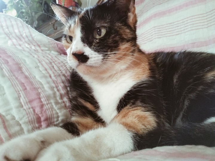 Gato