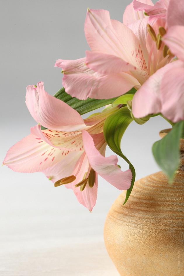 Lily