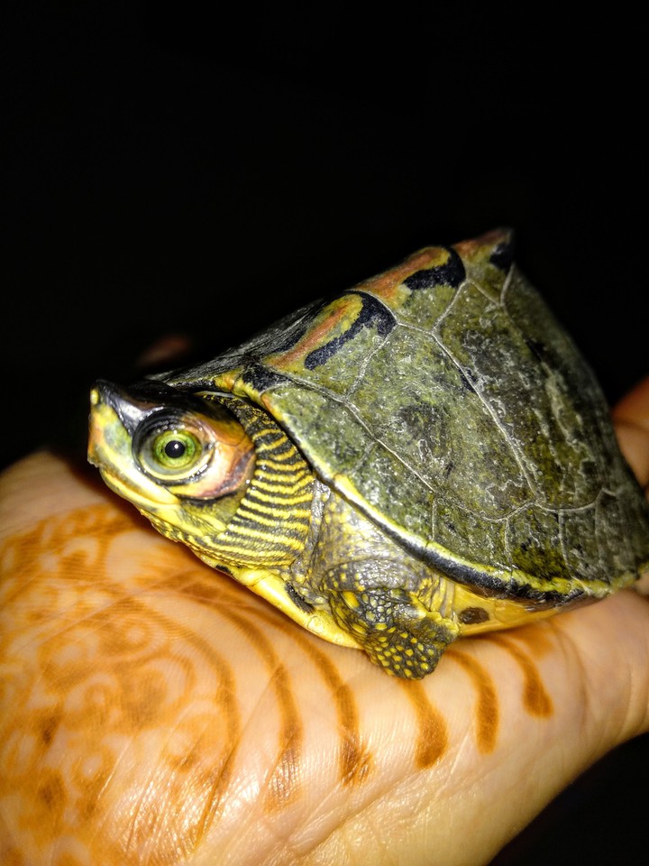 Turtle