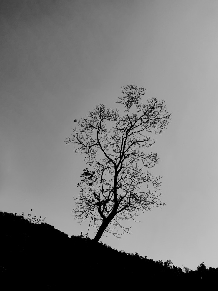 Lonely Tree