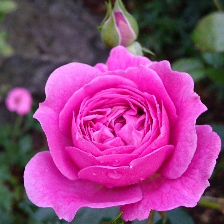 Hot Pink