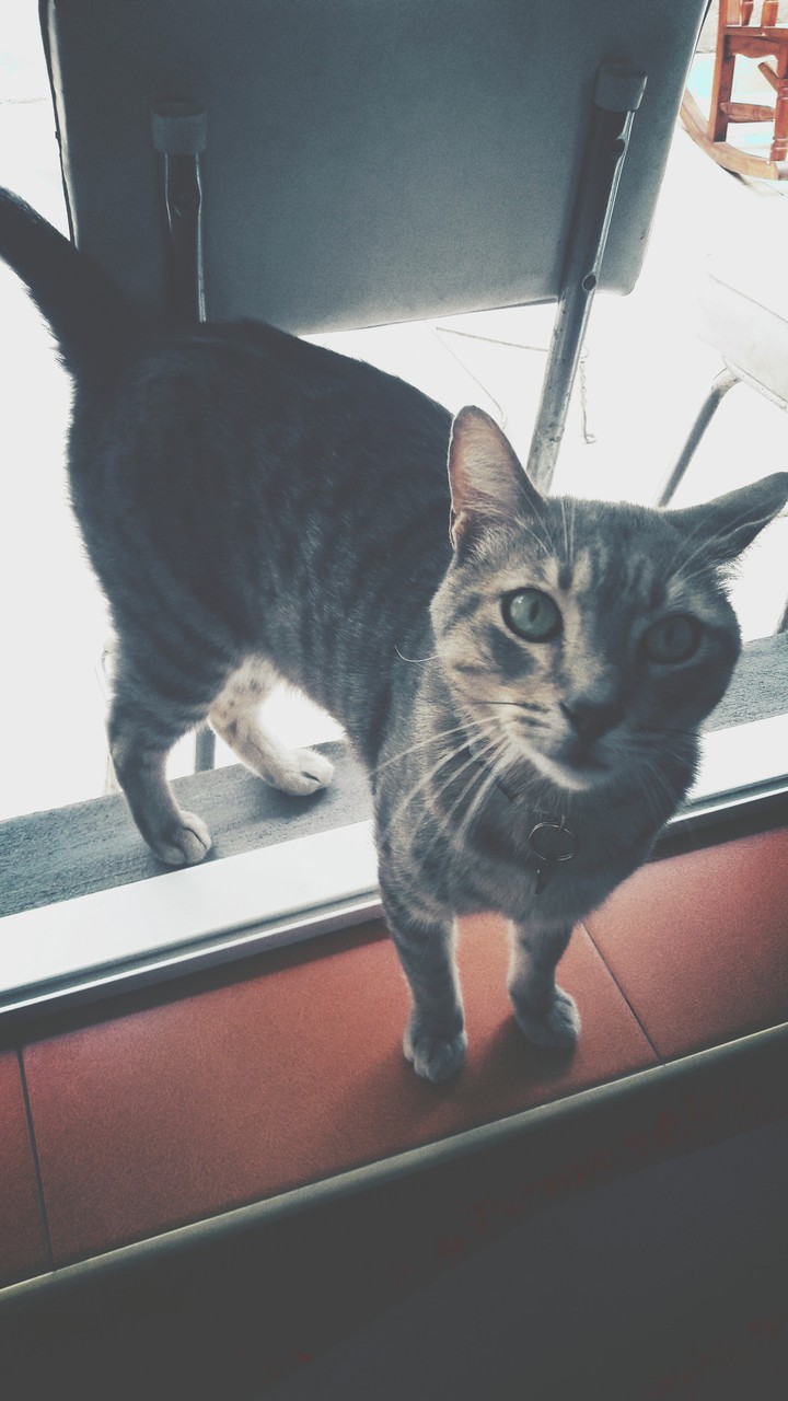 I present my cat