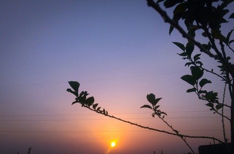 sunset under the plant