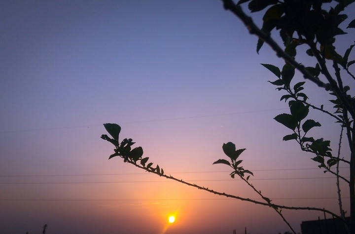 sunset under the plant