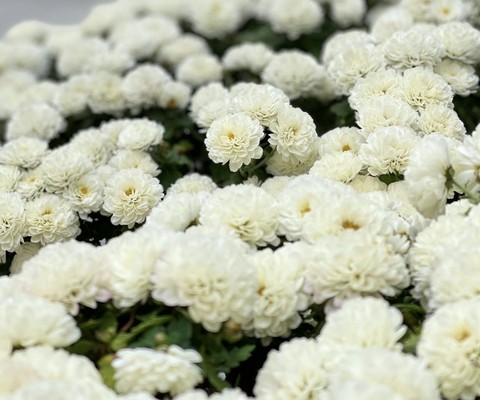 petal, 玫瑰花壁纸