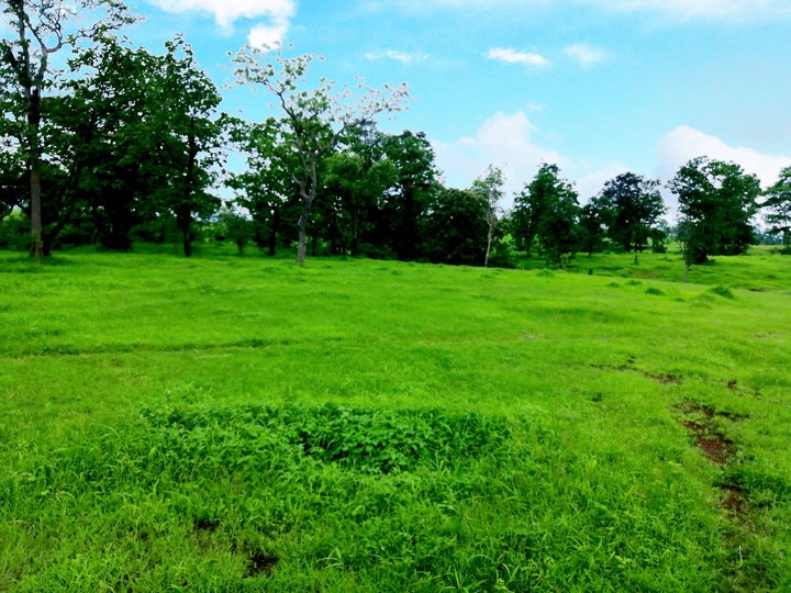 grassland