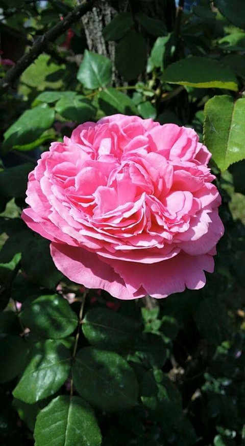 Rosas