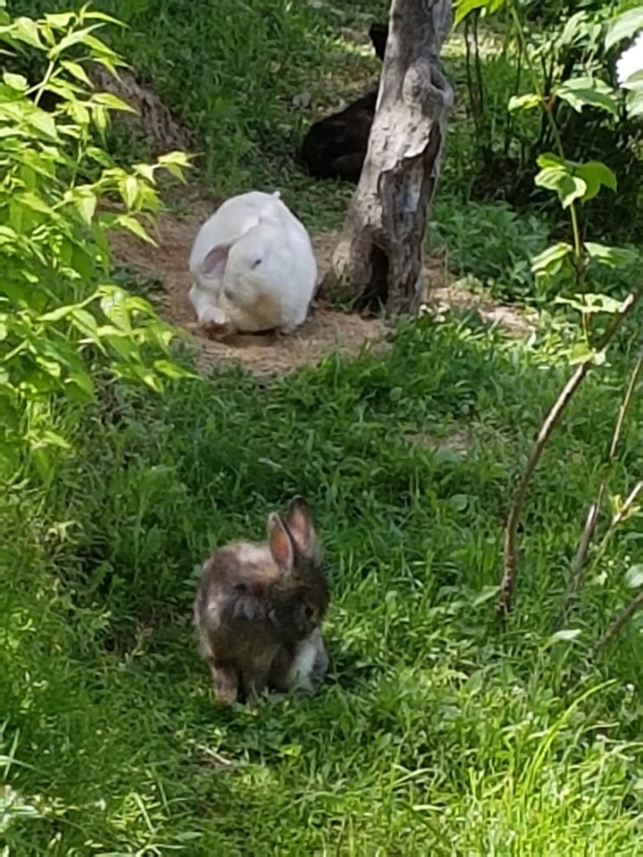 토끼