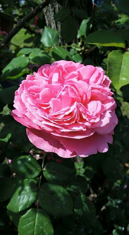 Rosas