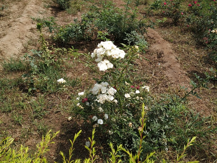 #flowers#whiterose#rose